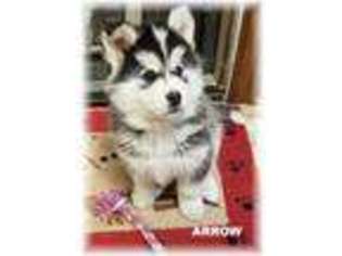 Siberian Husky Puppy for sale in Moscow, TN, USA