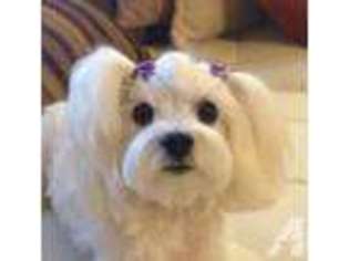 Maltese Puppy for sale in TEMECULA, CA, USA