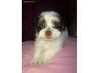 Havanese Puppy for sale in Teaneck, NJ, USA