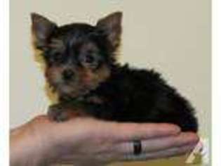 Yorkshire Terrier Puppy for sale in HEBRON, KY, USA