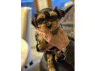 Yorkshire Terrier Puppy for sale in Itasca, IL, USA