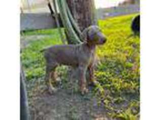 Doberman Pinscher Puppy for sale in Berryton, KS, USA