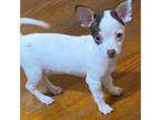 Chihuahua Puppy for sale in Linden, NJ, USA