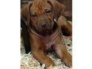 Rhodesian Ridgeback Puppy for sale in Titus, AL, USA