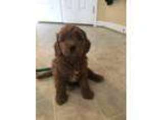 Goldendoodle Puppy for sale in Westminster, MD, USA