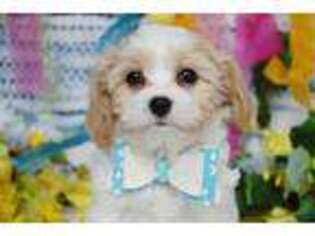 Cavachon Puppy for sale in Oswego, KS, USA