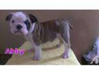 Bulldog Puppy for sale in MICHIGAN CENTER, MI, USA
