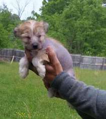 Chinese Crested Puppy for sale in Washington, DC, USA