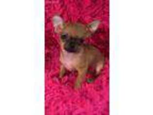 Chihuahua Puppy for sale in Shirley, MA, USA