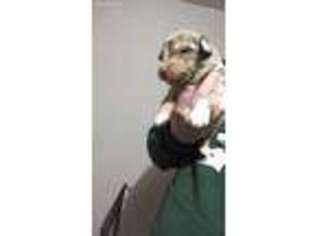 Australian Shepherd Puppy for sale in Vassar, MI, USA