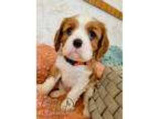 Cavalier King Charles Spaniel Puppy for sale in Rochester, IN, USA