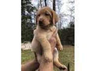 Labrador Retriever Puppy for sale in Richmond, VA, USA