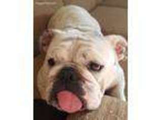 Bulldog Puppy for sale in Onamia, MN, USA