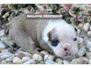 Bulldog Puppy for sale in Sioux Falls, SD, USA