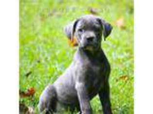 Cane Corso Puppy for sale in Tyrone, GA, USA