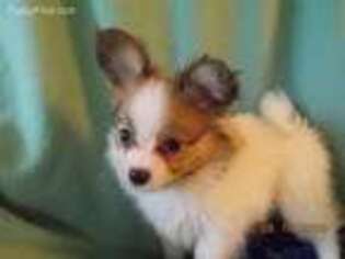 Papillon Puppy for sale in Floral City, FL, USA