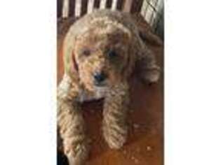 Goldendoodle Puppy for sale in Chula Vista, CA, USA