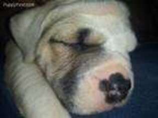 Olde English Bulldogge Puppy for sale in Mexico, MO, USA