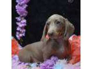 Dachshund Puppy for sale in Tracys Landing, MD, USA