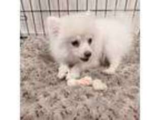 Pomeranian Puppy for sale in Lacey, WA, USA