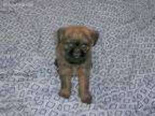 Brussels Griffon Puppy for sale in Wood River, NE, USA