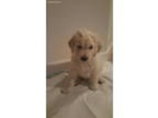 Goldendoodle Puppy for sale in Reno, NV, USA