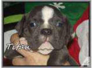 Olde English Bulldogge Puppy for sale in LAWRENCEBURG, TN, USA