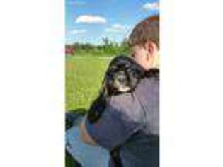 Cocker Spaniel Puppy for sale in Lewistown, MO, USA