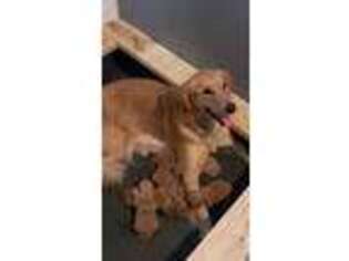 Golden Retriever Puppy for sale in Waverly, IA, USA