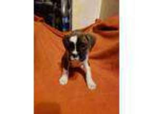 Boxer Puppy for sale in Logan, OH, USA