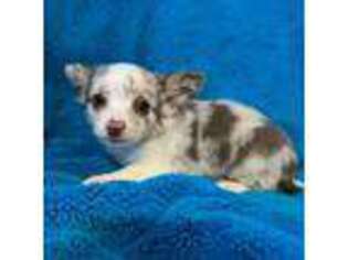 Chihuahua Puppy for sale in Salt Lake City, UT, USA