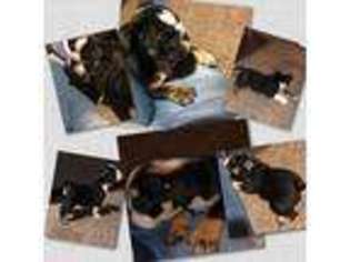 Bulldog Puppy for sale in Norwalk, CA, USA