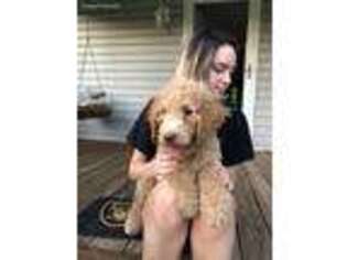 Goldendoodle Puppy for sale in North Wilkesboro, NC, USA