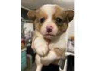 Pembroke Welsh Corgi Puppy for sale in Platteville, WI, USA