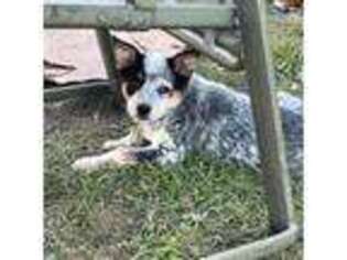 Australian Cattle Dog Puppy for sale in Grand Island, NY, USA