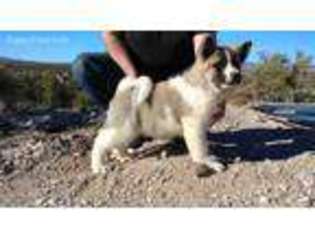 Akita Puppy for sale in Moreno Valley, CA, USA