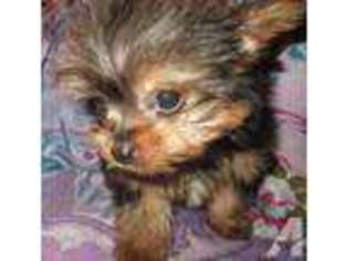 Yorkshire Terrier Puppy for sale in LOS GATOS, CA, USA