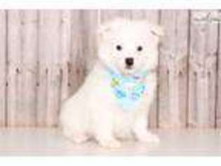 American Eskimo Dog Puppy for sale in Columbus, OH, USA