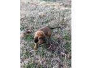 Bloodhound Puppy for sale in Louisburg, NC, USA