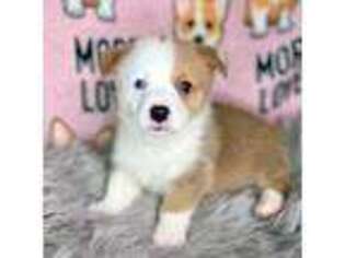 Pembroke Welsh Corgi Puppy for sale in Florissant, MO, USA