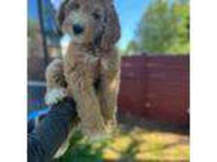 Goldendoodle Puppy for sale in Englewood, CO, USA