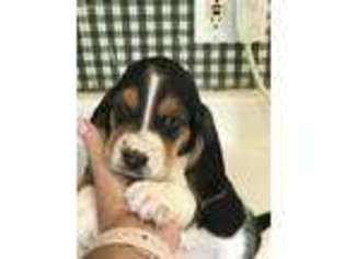 Basset Hound Puppy for sale in Fortuna, MO, USA