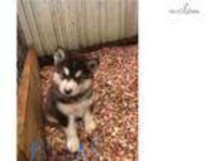 Alaskan Malamute Puppy for sale in Findlay, OH, USA
