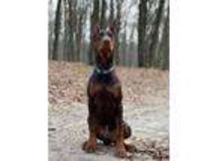 Doberman Pinscher Puppy for sale in Yonkers, NY, USA