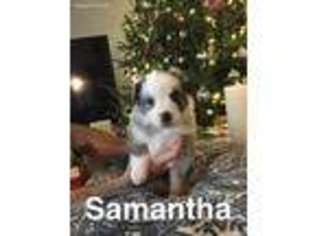 Anatolian Shepherd Puppy for sale in Newalla, OK, USA
