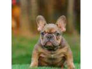 French Bulldog Puppy for sale in Nebo, NC, USA