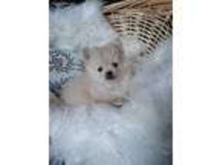 Pomeranian Puppy for sale in Greenville, VA, USA