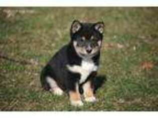 Shiba Inu Puppy for sale in Bristol, IN, USA