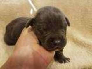 Cane Corso Puppy for sale in Elizabethtown, KY, USA