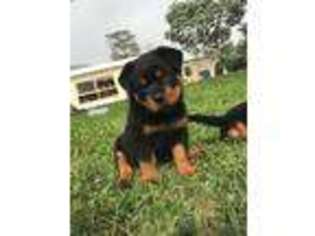 Rottweiler Puppy for sale in Boca Raton, FL, USA